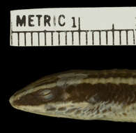 Image of Tretioscincus