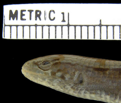 Image of Mesaspis moreletii temporalis (Hartweg & Tihen 1946)