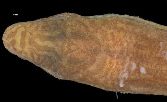 Image of <i>Amphiglossus alluaudi</i>