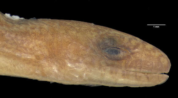 Image of <i>Amphiglossus alluaudi</i>