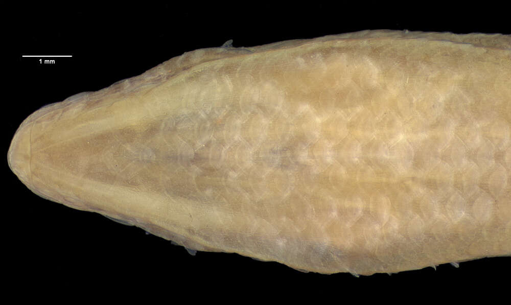 Image of <i>Amphiglossus alluaudi</i>