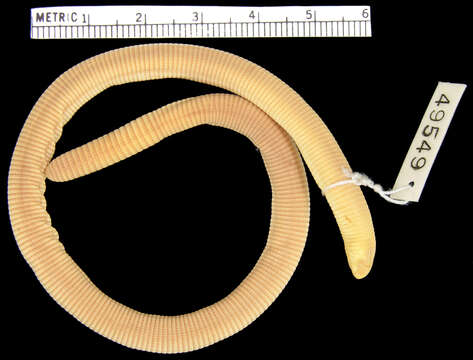 Image of Mertens'  Worm Lizard