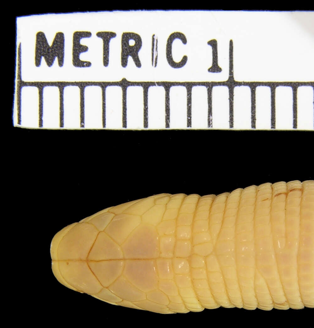 Image of Mertens'  Worm Lizard