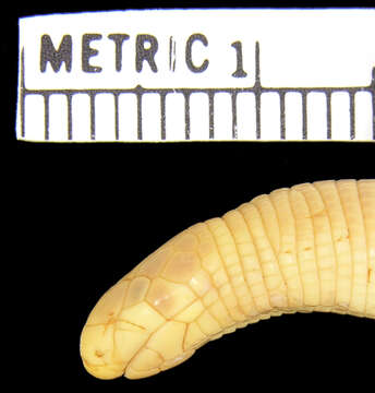 Image of Mertens'  Worm Lizard