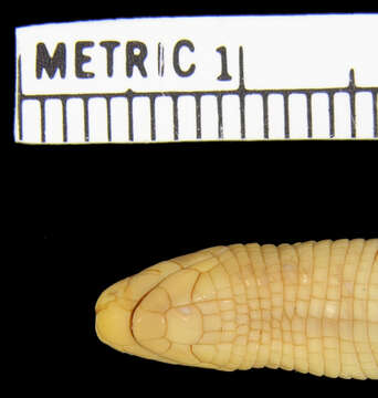 Image of Mertens'  Worm Lizard