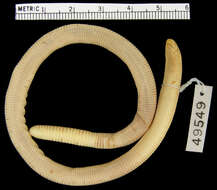 Image of Mertens'  Worm Lizard