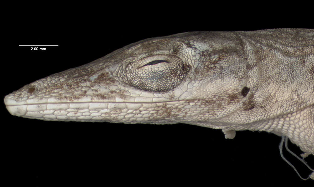 Image of Westlndes Anole