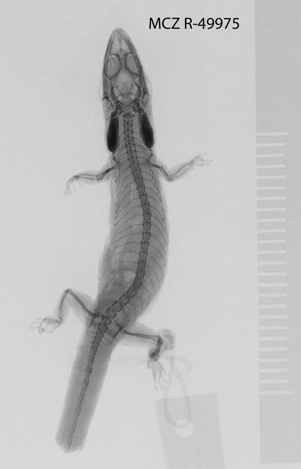 Image of Panama Least Gecko