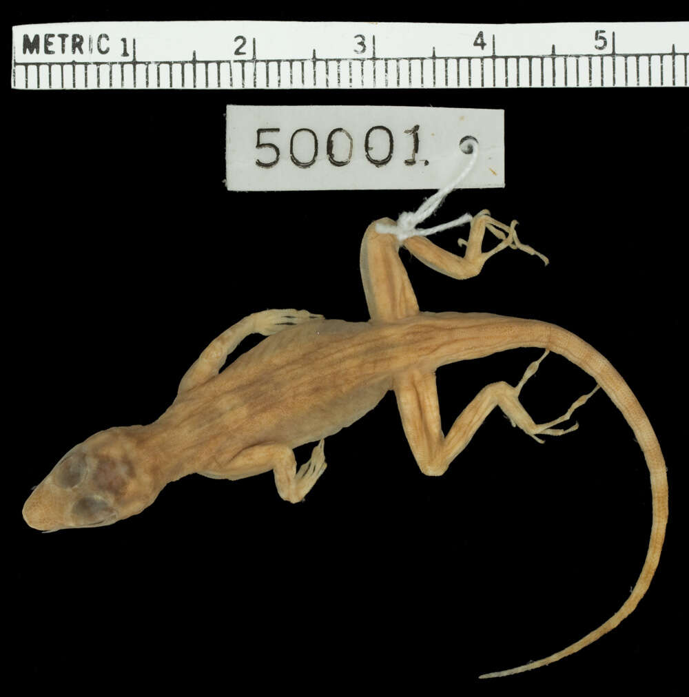 Image of Anolis distichus floridanus Smith & Mccauley 1948