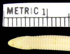 Image of Liwale round-snouted worm lizard