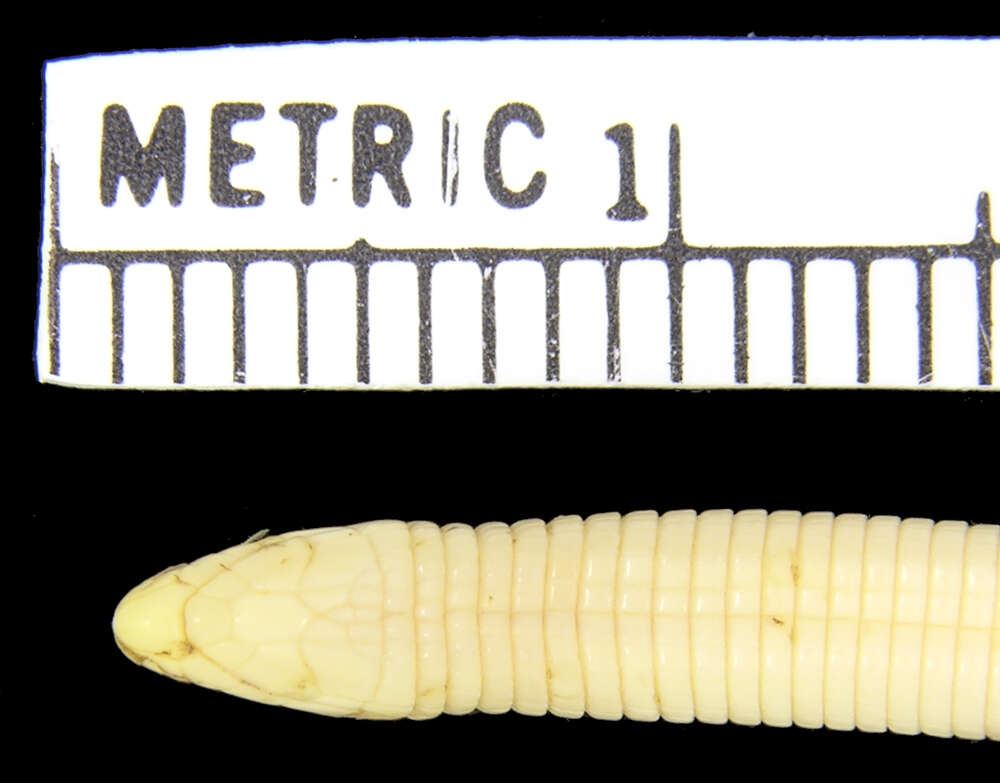 Слика од Loveridgea ionidesii (Battersby 1950)