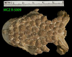 Image of Mexican Beaded Lizard