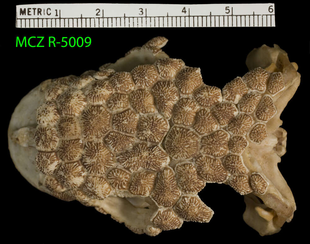 Image of Mexican Beaded Lizard