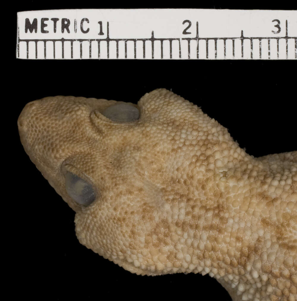 Image of Elasmodactylus