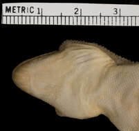 Image of Elasmodactylus