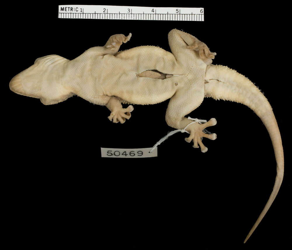 Image of Elasmodactylus