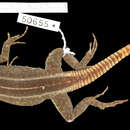Image of Platysaurus intermedius nyasae Loveridge 1953