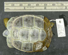 Image of Egyptian Tortoise