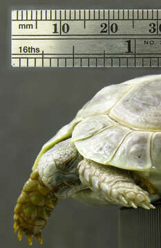 Image of Egyptian Tortoise