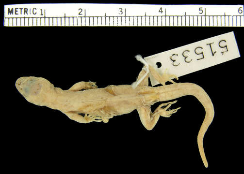 Image of Sternfeld's Gecko