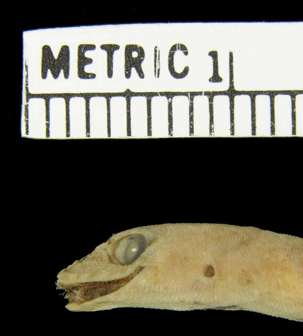 Image of Sternfeld's Gecko