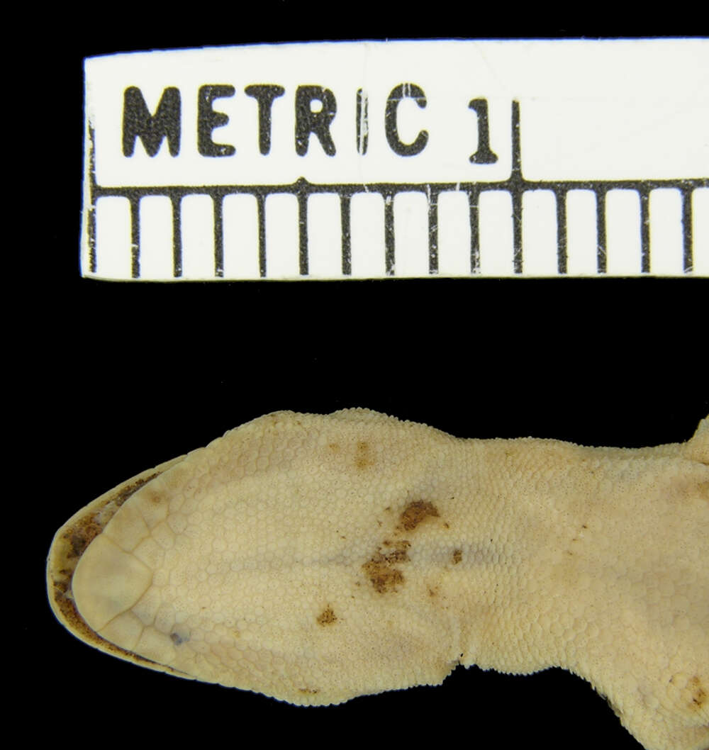 Image of Sternfeld's Gecko