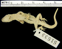 Image of Sternfeld's Gecko