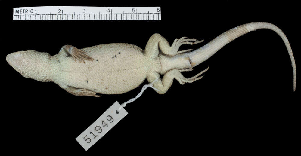 Image of Schroeder's Tree Iguana