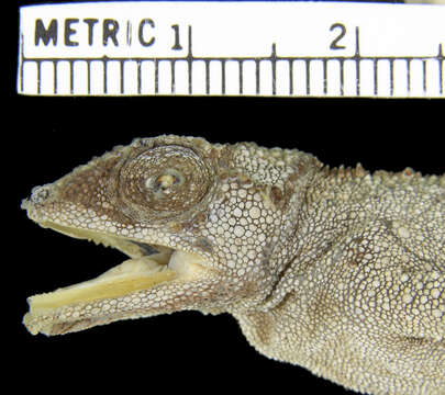 Image of Malawi Stumptail Chameleon