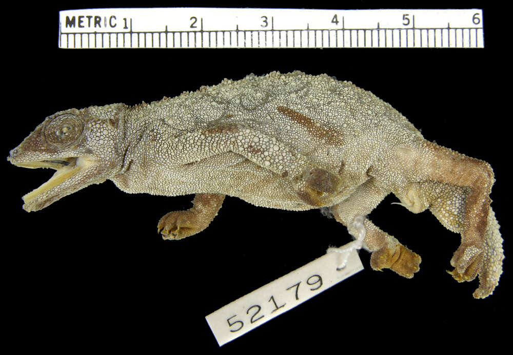 Image of Malawi Stumptail Chameleon