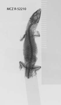 Image of Juventud Least Gecko