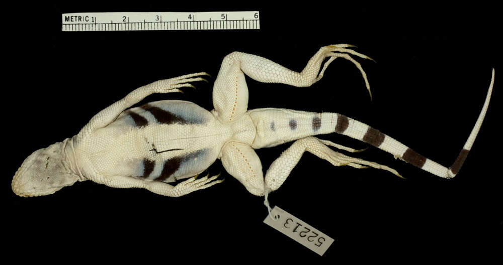 Image of Callisaurus draconoides myurus Richardson 1915