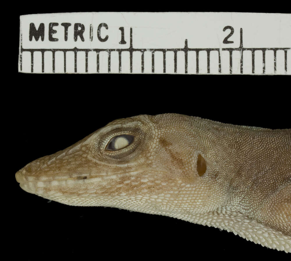 Image of Anolis lineatopus merope Underwood And Williams 1959