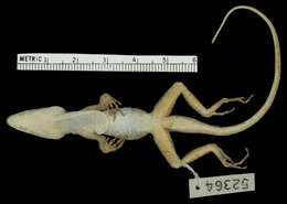 Image of Anolis lineatopus merope Underwood And Williams 1959