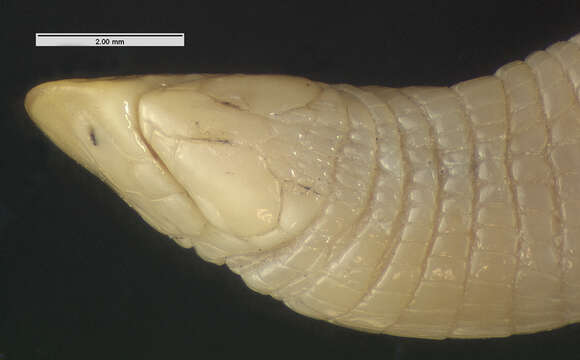 Image of Ancylocranium ionidesi Loveridge 1955