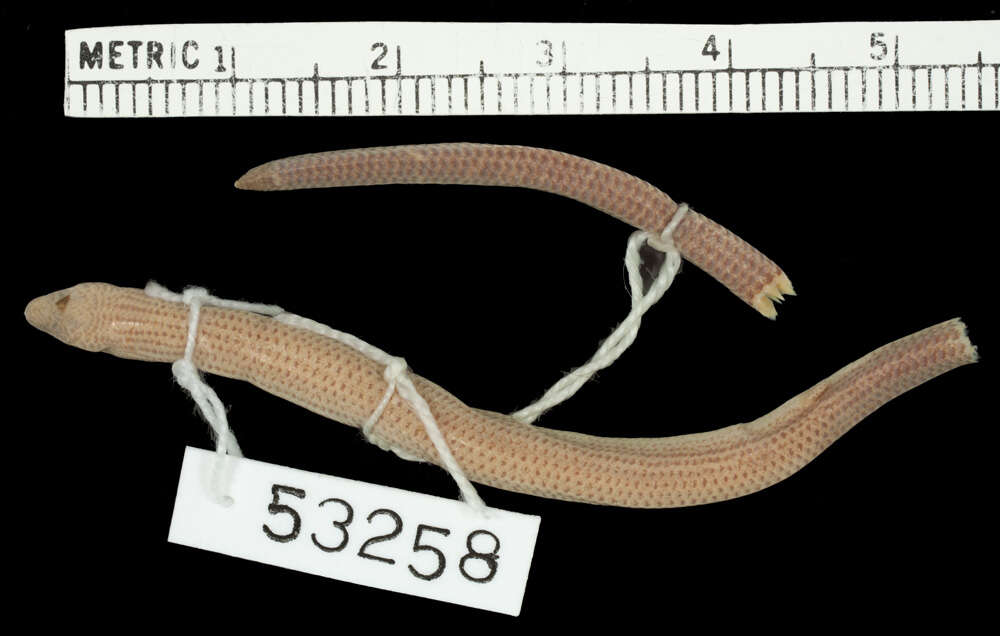 Image of Short-limbed Snake-skink