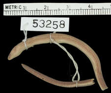 Image of Short-limbed Snake-skink