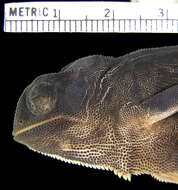 Image of Double-scaled Chameleon