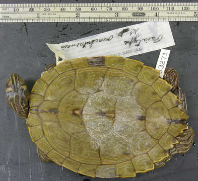 Image of Ouachita Map Turtle