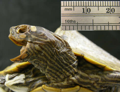 Image of Ouachita Map Turtle