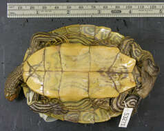 Image of Ouachita Map Turtle