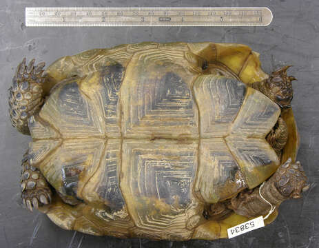 Image of Mediterranean Spur-thighed Tortoise