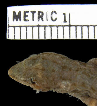 Image of Chobe Dwarf Gecko