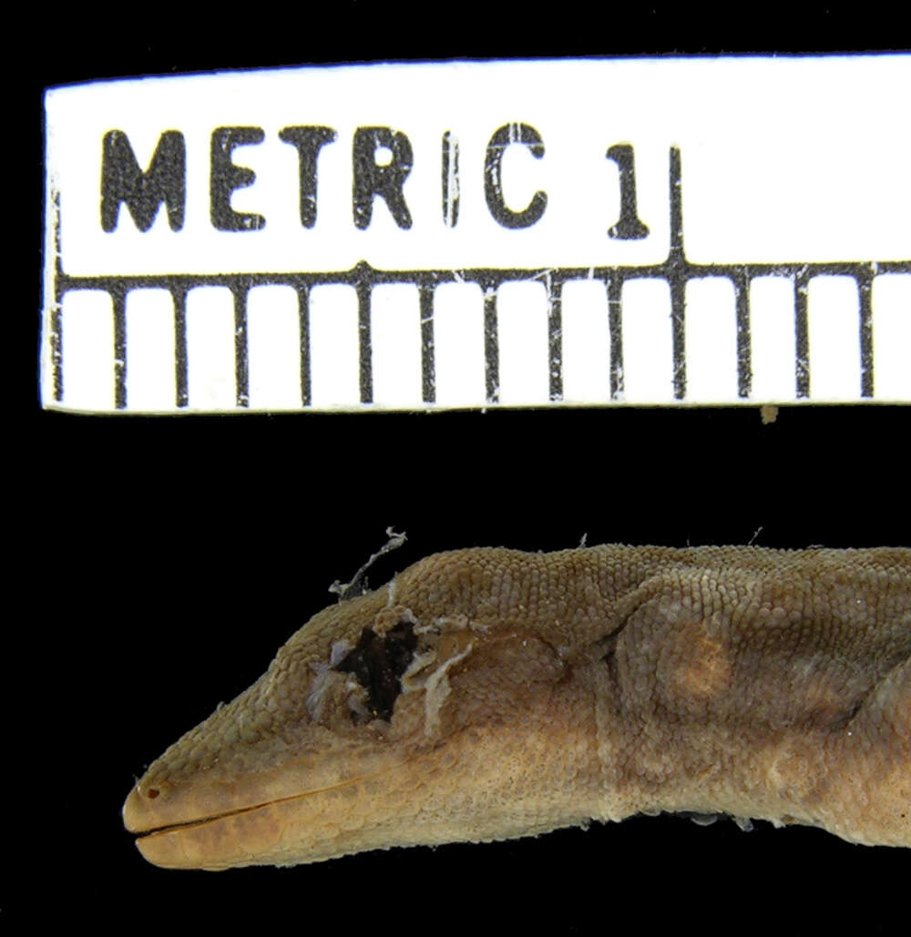 Image of Chobe Dwarf Gecko