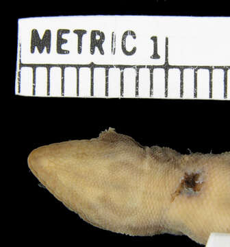 Image of Chobe Dwarf Gecko