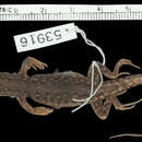 Image of <i>Acanthodactylus tristami orientalis</i>