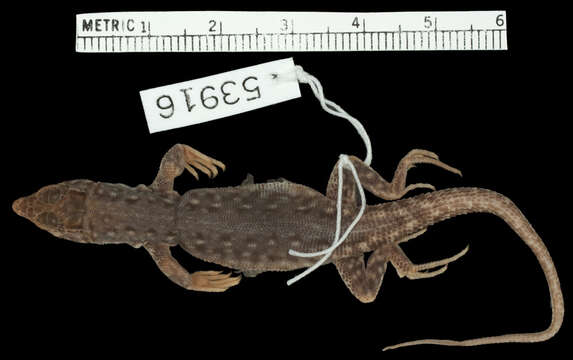 Image of <i>Acanthodactylus tristami orientalis</i>