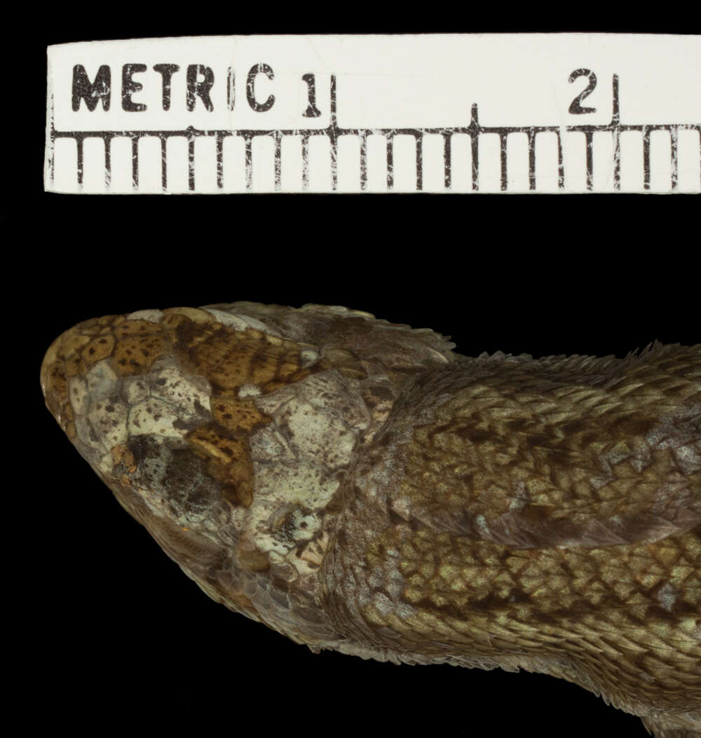 Image of Leiocephalus personatus trujilloensis Mertens 1939