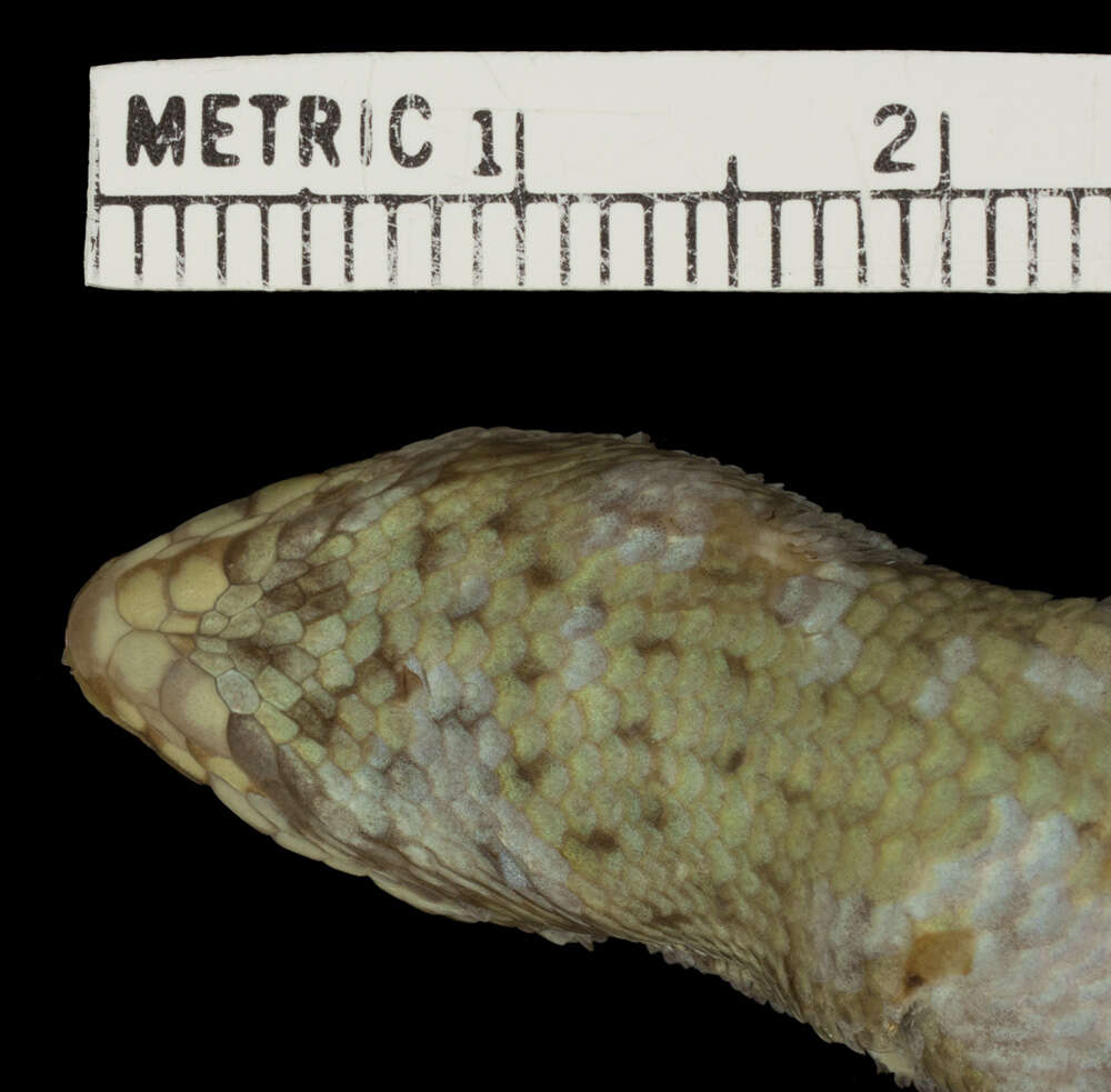 Image of Leiocephalus personatus trujilloensis Mertens 1939