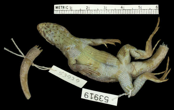 Image of Leiocephalus personatus trujilloensis Mertens 1939